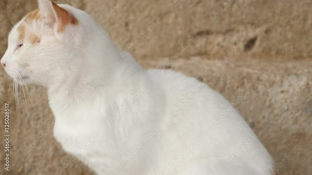 Domestic cat in the yard scratching body with a paw 4K 2160p 30fps UltraHD footage - Domesticated mammal Felis silvestris catus relaxing outdoor 3840X2160 UHD video Domestic cat in the yard scratching body with a paw 4K 2160p 30fps UltraHD footage - Domesticated mammal Felis silvestris catus relaxing outdoor 3840X2160 UHD video