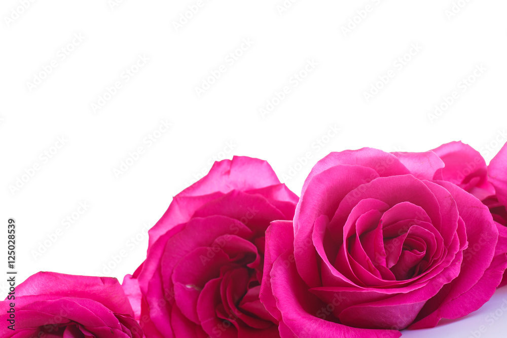 beautiful bright pink roses beautiful bright pink roses