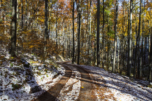 Forest Road with Snow in autumn colors with falling foliage