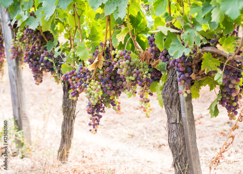 Bunches of cabernet sauvignon grapes growing in a vineyard in Bo