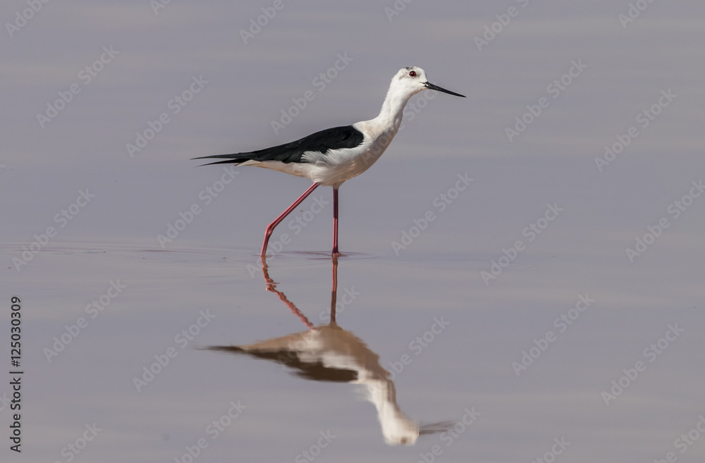 Black-winged stilt in wetlands, Andalusia, Spain Black-winged stilt in wetlands, Andalusia, Spain