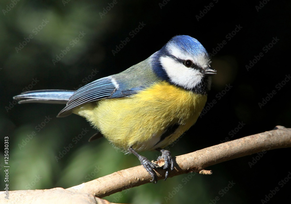 Obraz premium European Blue Tit (Cyanistes caeruleus) posing on a branch