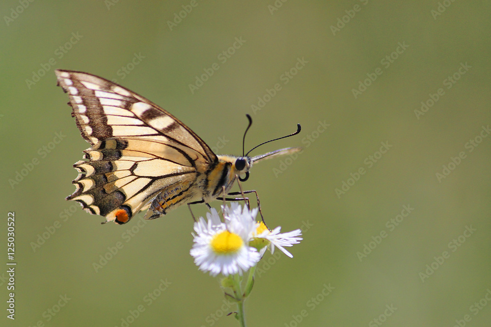 Papilio machaon - Swallowtail on white Flower with blur Backround Papilio machaon - Swallowtail on white Flower with blur Backround