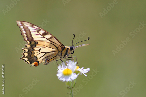 Papilio machaon - Swallowtail on white Flower with blur Backround © tanja_g