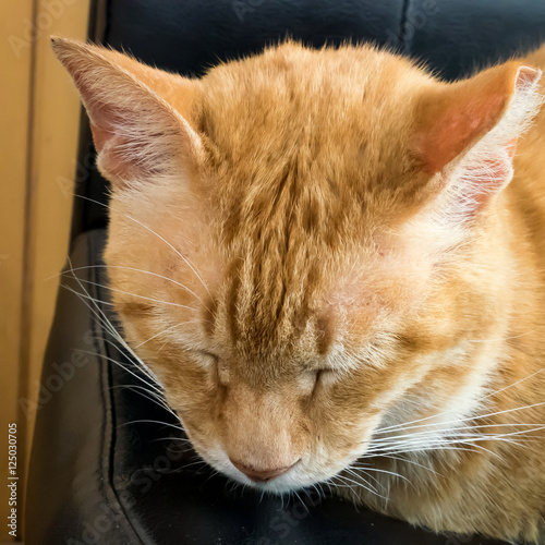 The close up of cute brown cat sleeping on the black leather chair. 