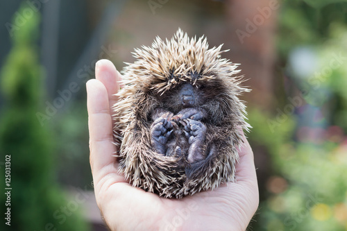 Little hedgehog in your hands
