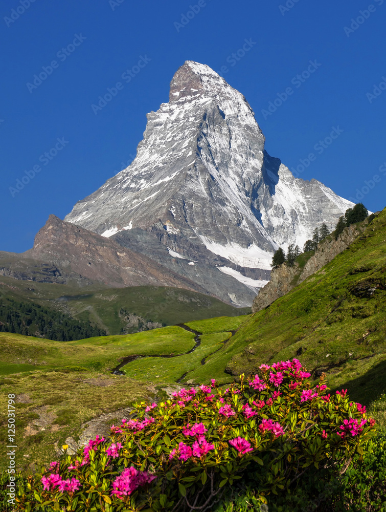 Swiss beauty, Matterhorn and flowers, Zermatt,Valais,Switzerland,Europe