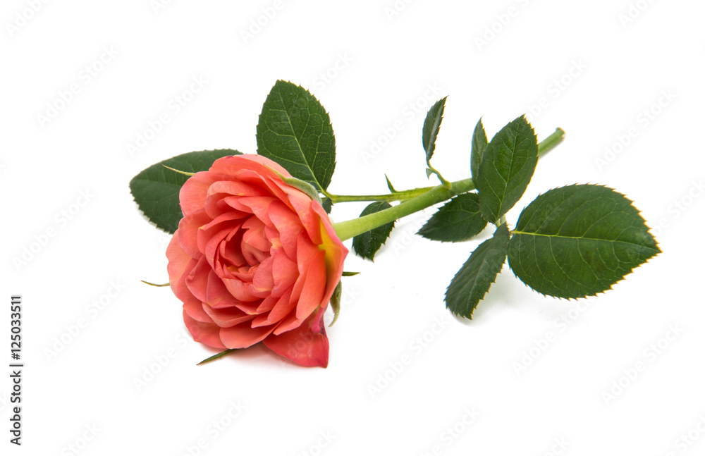 Fototapeta premium beautiful rosette isolated
