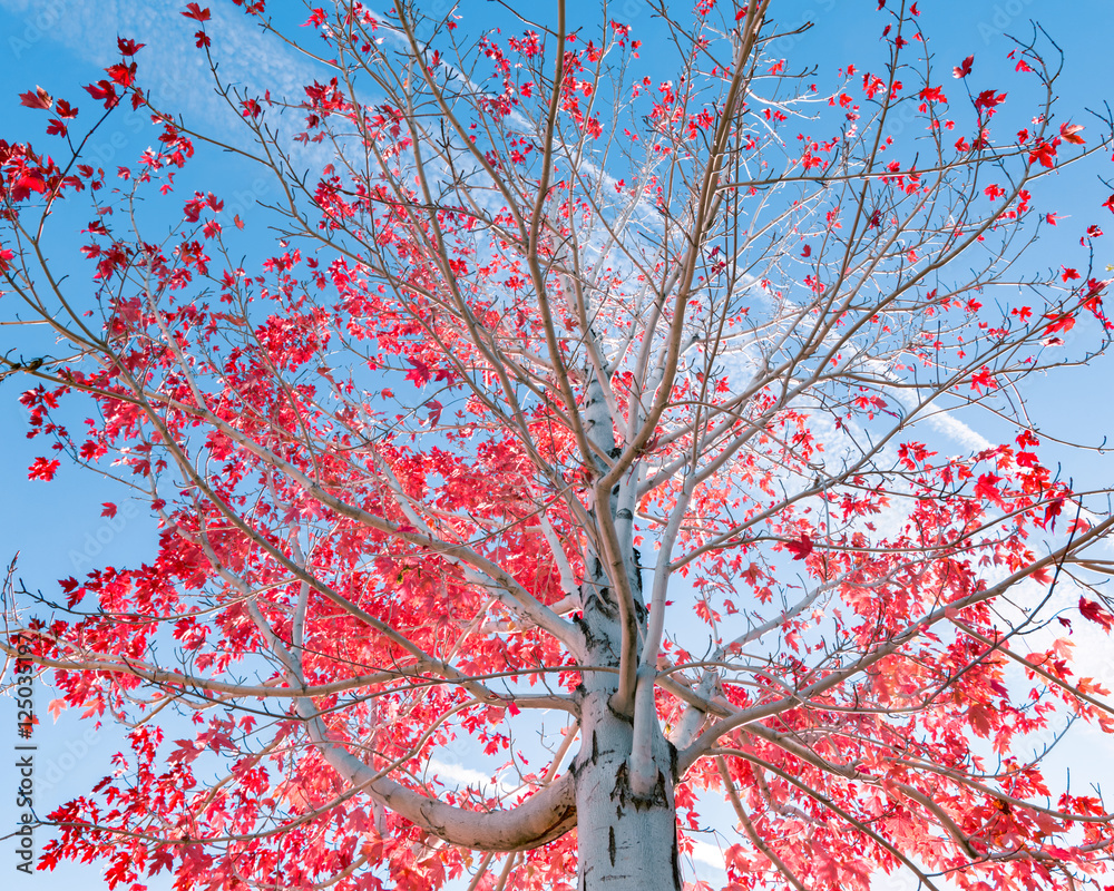 Tree with red leafs in fall against blue sky Tree with red leafs in fall against blue sky