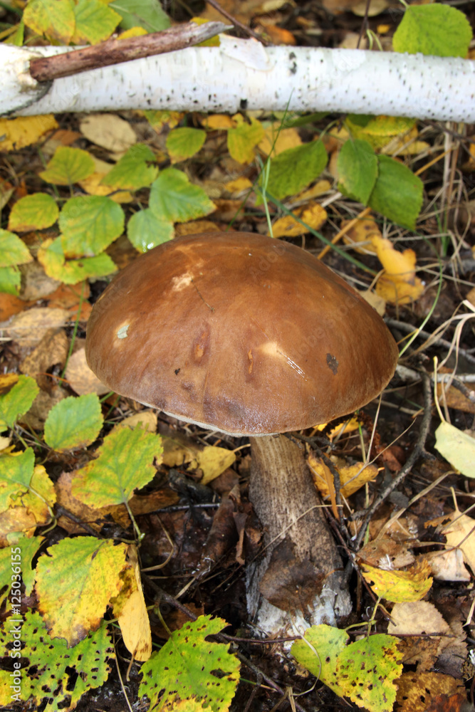 Birch bolete (Leccinum scabrum) in the birch September forest Birch bolete (Leccinum scabrum) in the birch September forest
