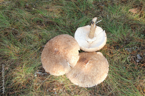 Fotografie Freshly gathered parasol mushrooms (Macrolepiota sp