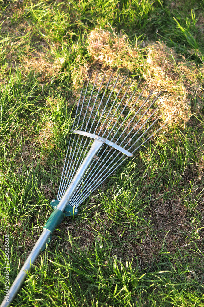 Dethatching lawn with a lawn rake in the spring garden StockFoto