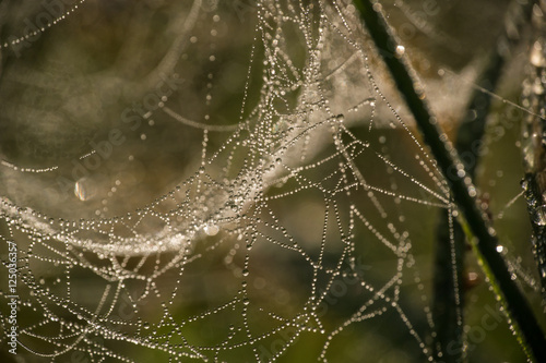 Spinnennetz im Morgentau - Altweibersommer 