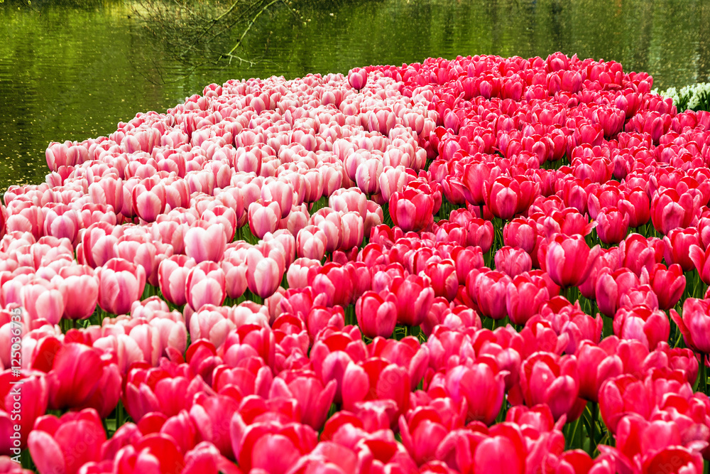 Tulips park Keukenhof - largest flower garden in Europe, Holland Tulips park Keukenhof - largest flower garden in Europe, Holland