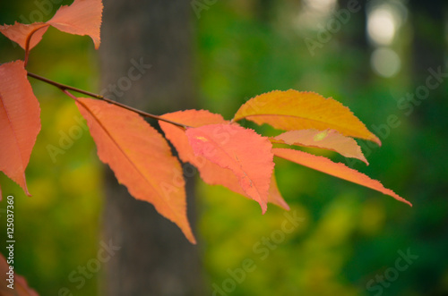 Autumn Orange Leaves on a branch
