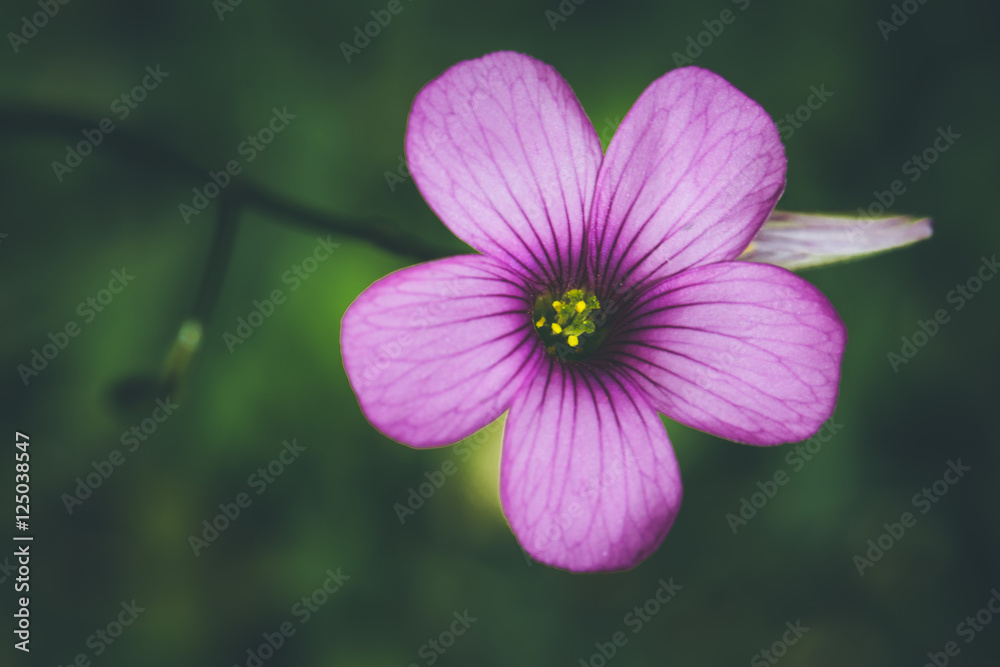 Fototapeta premium Flower