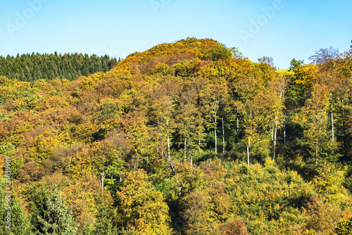 colorful trees with leaves in fall at low mountain range sauerland, germany