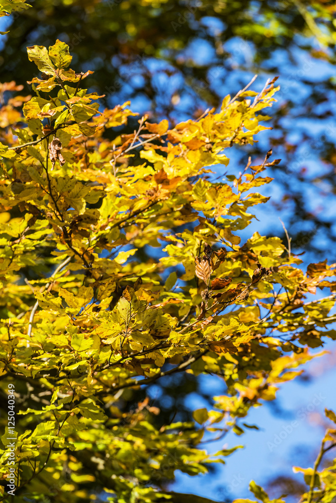 Fototapeta premium colorful leaves in fall at low mountain range sauerland, germany