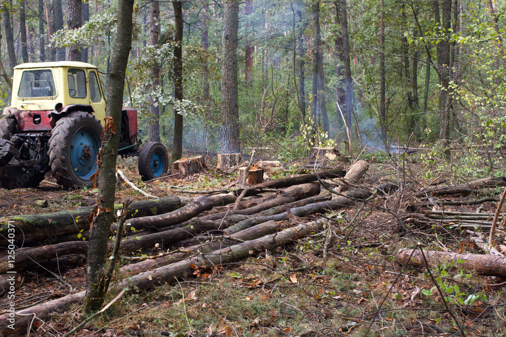 Pine stump, result of tree felling. Total deforestation, cut forest Pine stump, result of tree felling. Total deforestation, cut forest