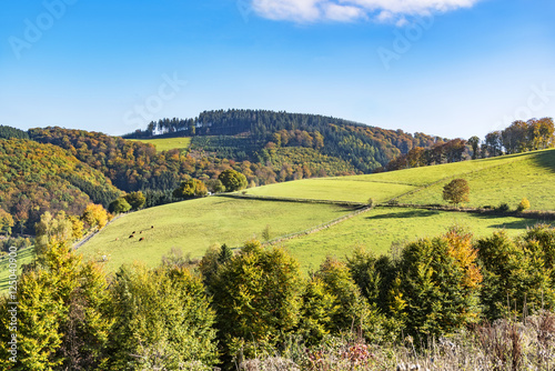 colorful trees with leaves in fall at low mountain range sauerland  germany