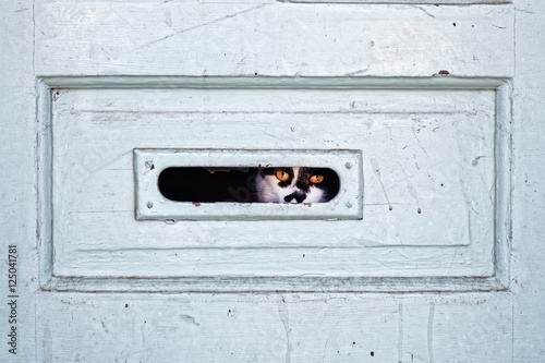 Mail Slot Watch Cat photo