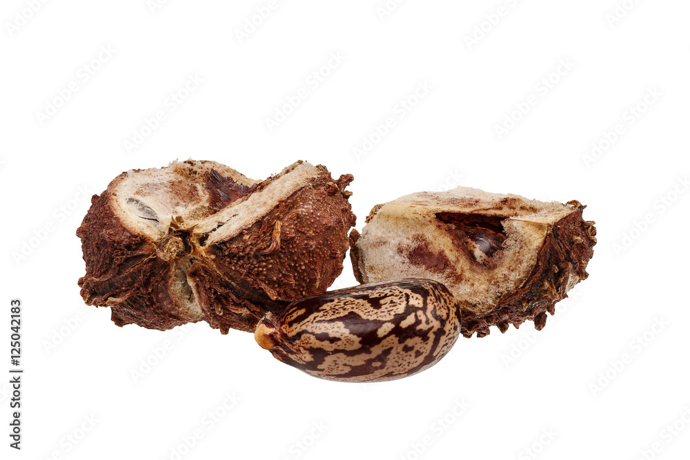 Opened the fruit and seed of castor bean on a white background Opened the fruit and seed of castor bean on a white background