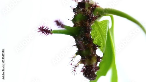 Caterpillar of White Commodore butterfly ( Parasarpa dudu ) eating host plant leaf photo