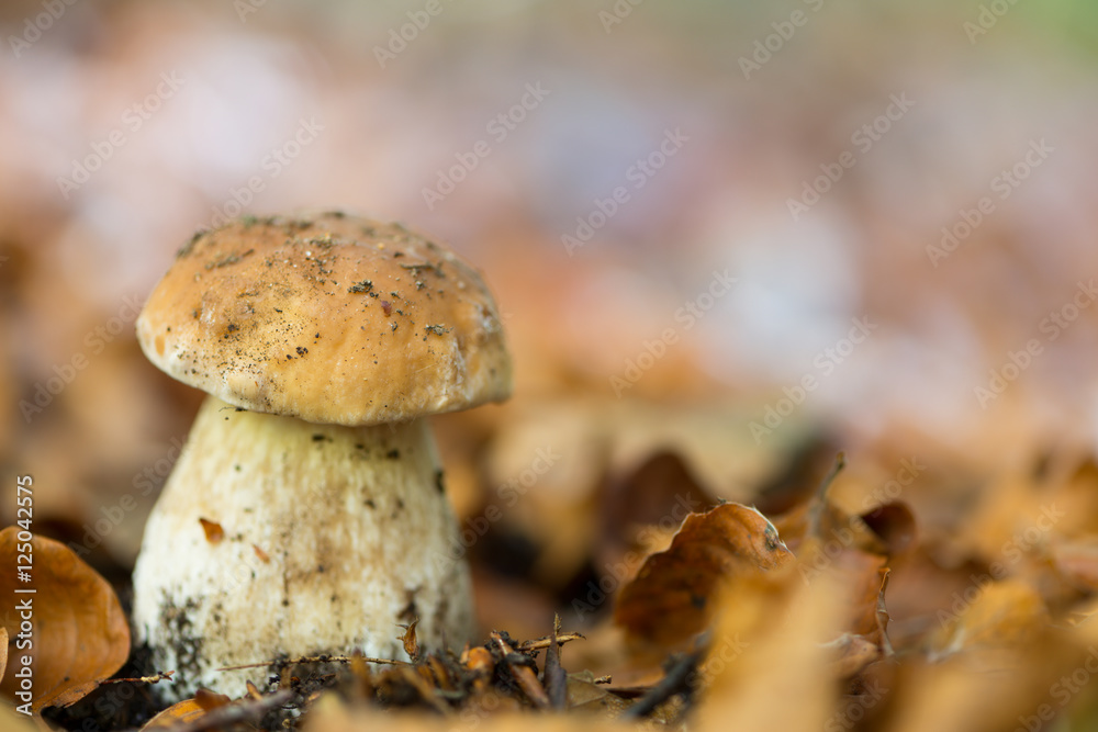 Landscape with mushrooms