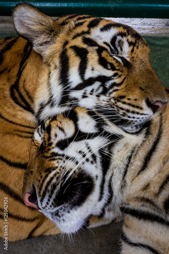 Two sleepy tigers.