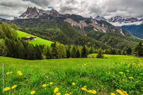 Meadow with flowers on the background of the Dolomites