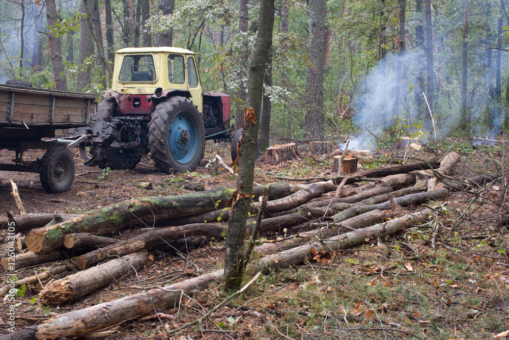 Pine stump, result of tree felling. Total deforestation, cut forest Pine stump, result of tree felling. Total deforestation, cut forest