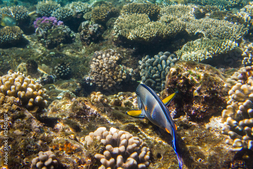 Lined Surgeonfish in Red sea