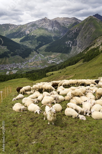 Flock of goats and sheep in Alps mountains, Livigno, Italy