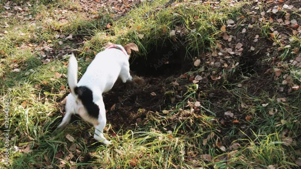 Dog breed Jack Russell Terrier playing in the Park and digging holes Dog breed Jack Russell Terrier playing in the Park and digging holes
