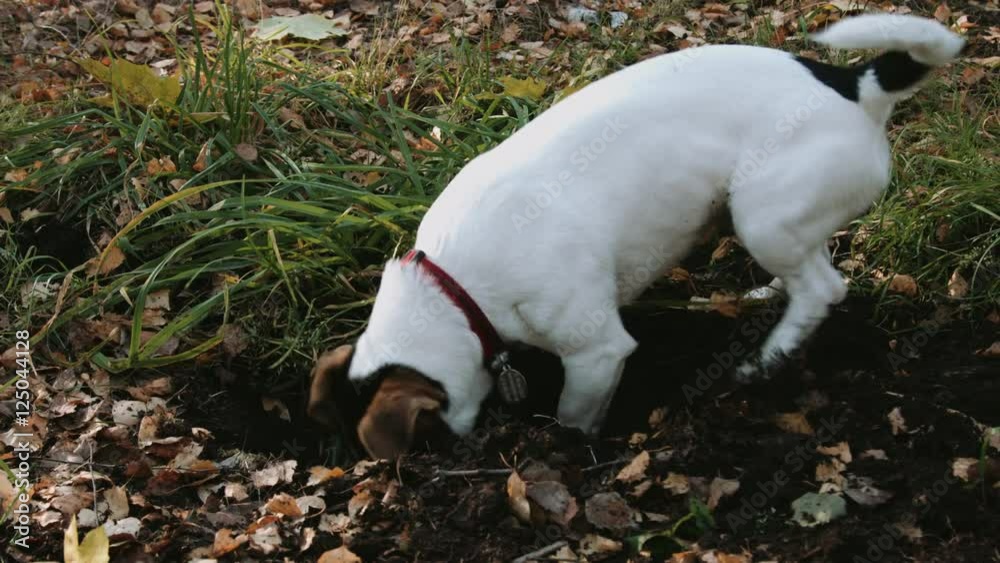 Dog breed Jack Russell Terrier playing in the Park and digging holes