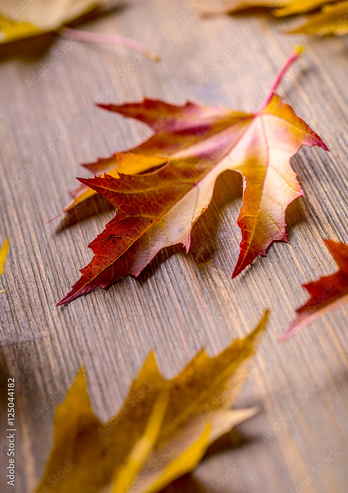 Obraz premium Autumn. Seasonal photo. Autumn leaves loose on a wooden board.