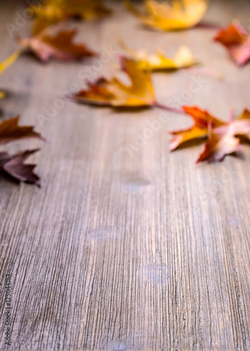 Autumn. Seasonal photo. Autumn leaves loose on a wooden board. Free space for your text products and informations.
