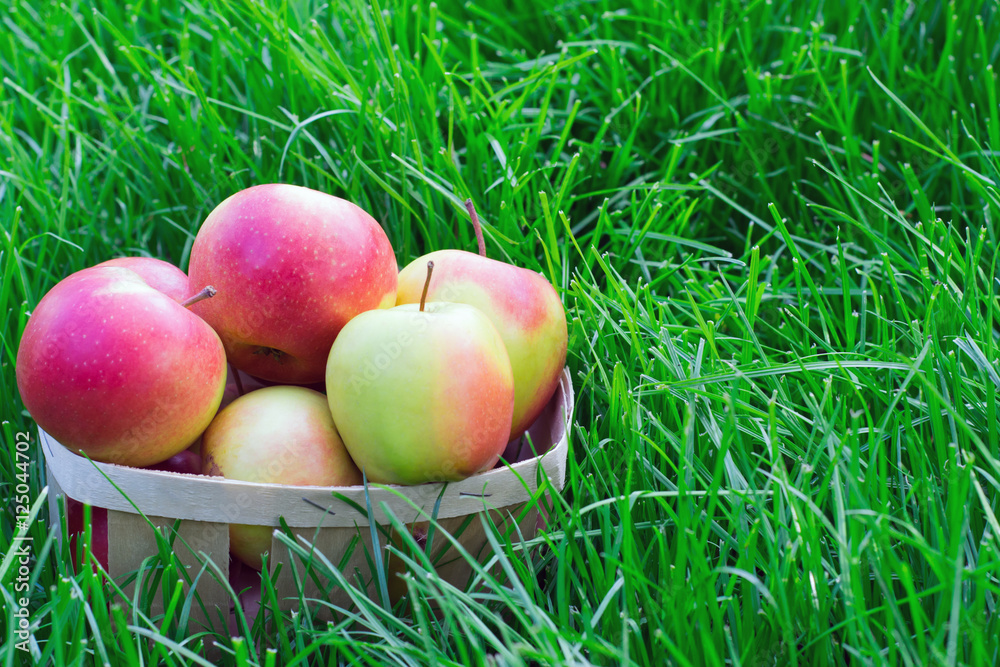 apples in a wicker basket in the grass apples in a wicker basket in the grass