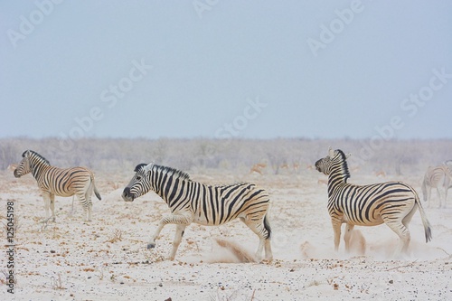 Steppenzebras (Equus quagga) im Etosha Nationalpark