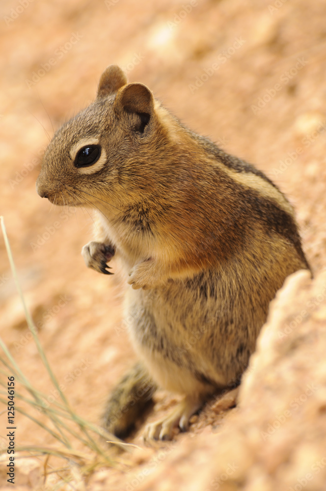 Golden-mantled ground Squirrel in Bryce Canyon National Park Golden-mantled ground Squirrel in Bryce Canyon National Park