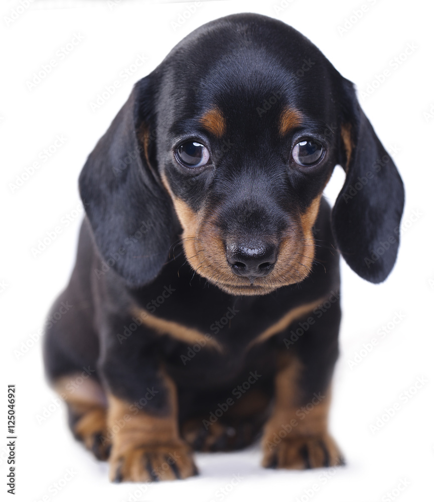  puppy dachshund
