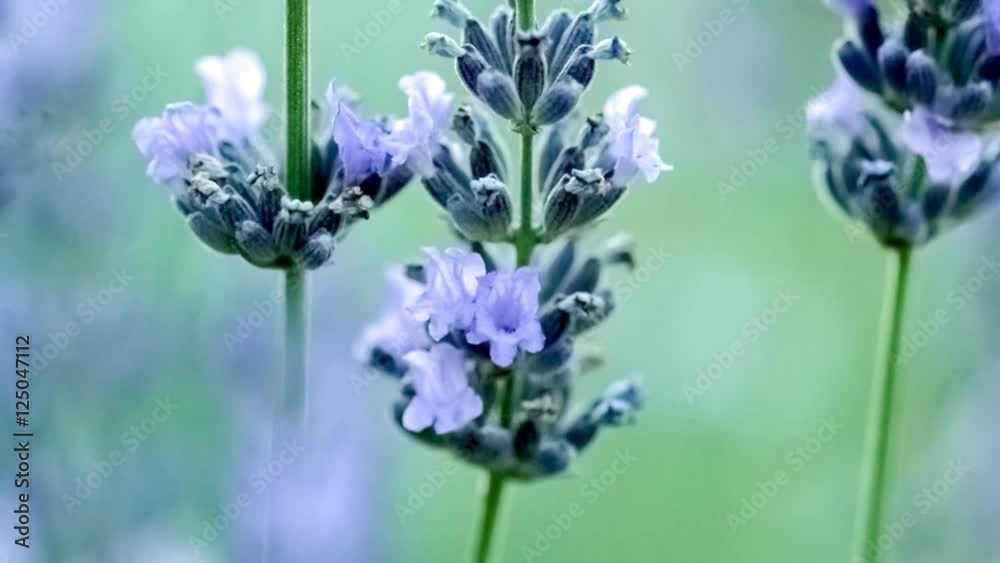 Macro of small lilac lavender flowers growing from thin plant stems surrounded by beautiful relaxing green bokeh, slow motion 30p Macro of small lilac lavender flowers growing from thin plant stems surrounded by beautiful relaxing green bokeh, slow motion 30p