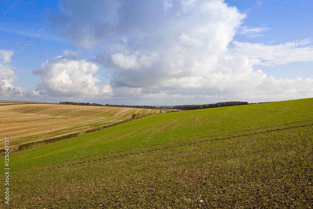 Fototapeta premium rolling agricultural landscape