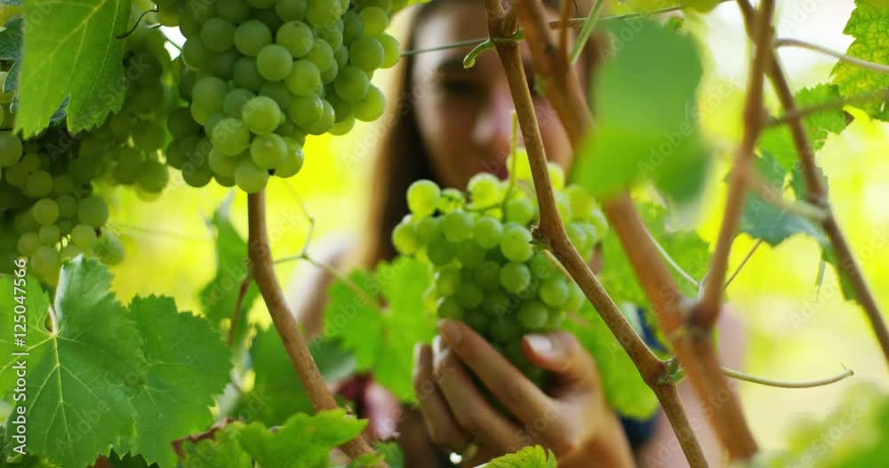  girl in September to harvest vineyards , macro collects the selected grape bunches in Italy for the great harvest. biological concept id , organic food and fine wine handmade