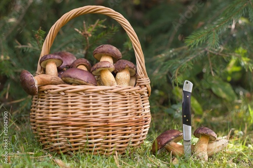 Wicker basket full of wild mushrooms and scattered mushrooms with knife lying in the grass at forest. Autumn time. 