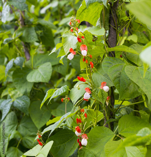 Fototapeta Naklejka Na Ścianę i Meble -  Growing the beans (Phaseolus vulgaris)