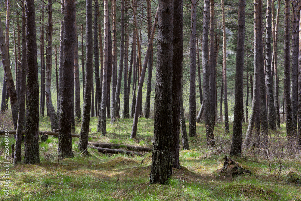 Trees in a dense pine forest. North Ossetia. North Caucasus. Russia. Trees in a dense pine forest. North Ossetia. North Caucasus. Russia.