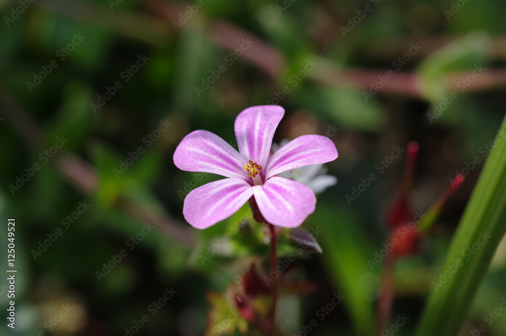 Pink flower UK Pink flower UK