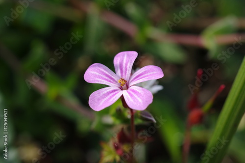 Pink flower UK © Richard