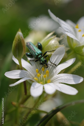 Flower Beetle (Oedemera nobilis) UK